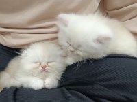 Anne safkan iran kedisi baba chinchilla