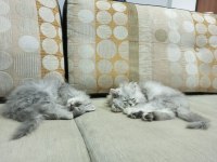 3 Aylık Yavru British Longhair Yavrular