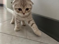 Son Dişi Yavru Scottish Fold