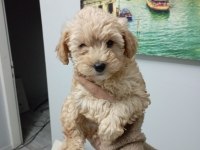 Mükemmel kalite maltipoo yavrular