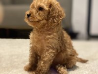 En güzel toy poodle bebekler