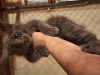 Safkan dev Maine coon yavrular full şecere