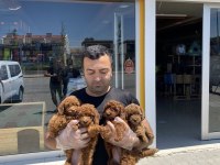 WC EGİTİMLİ TOY POODLE YAVRULARIMIZ FENOMEN PETS ANKARA
