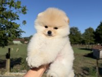 AYICIK KAFA POMERANİAN BOO TEDDY FACE