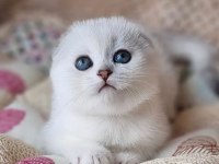 Saf Kan En Kaliteli Ns1133 Scottish Fold Shorthair