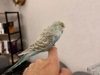 YAVRU ELE ALIŞLIN ŞHOW JUMBO ERKEK MUHABBET KUŞU
