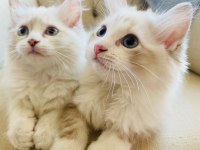 Ragdoll bebekler