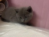 Safkan british shorthair yavrularımız yeni yuvalarına hazır
