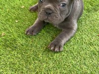 French bulldog