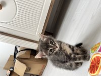 Anne ve yavru kedilerine acil yuva