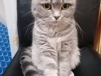 2.5 aylık scottish fold