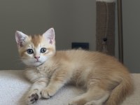 Özel Kürklü Golden British Shorthair Yavru
