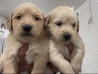 Golden retriever bebekler
