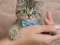Scottish Straight Tabby Erkek Bebeğim