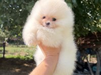 ZIRVE DİŞİ POMERANİAN BOO EN İYİSİNİ İSTEYENLERE