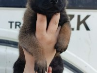 Belçika malinois YAVRULARIMIZ IRK GARANTİLİDİR