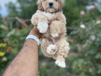 Maltipoo yavruları