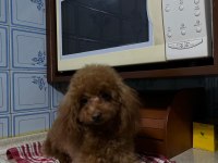Toy poodle dişi