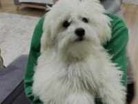8 Aylık Orjinal Dişi Maltese Terrier