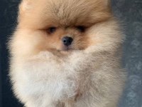 TEDDY BEAR POMERANİAN YAVRULARI
