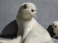 2 Yaşında Scottish Fold Beyaz