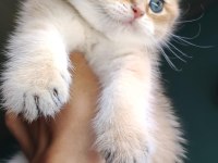 Golden British Shorthair Yavrular