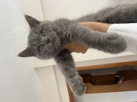 3 Aylık Safkan British Shorthair yavrular AYDIN-DİDİM
