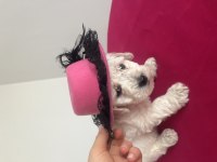 Maltese terrier yavrusu
