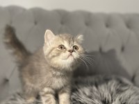 British kedim yeni sahibini arıyor