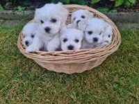 Maltese Terrier Xs Sıfır Numara Pamuk Gibi Bebekleri