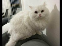 20 aylık British longhair