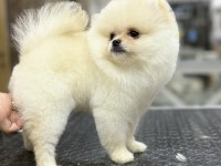 Safkan Garantili Pomeranian Yavrular