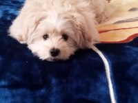 Maltese terrier 5 aylık
