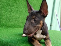 BULL TERRİER PUPPY