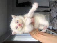 Sevimli British Shorthair 40 Günlük