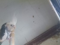 Erkek wifi sultan papağanı