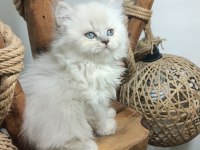 ÜST KALİTE MAVİ GÖZLÜ BRİTİSH LONGHAİR