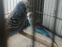 Erkek ve hazır muhabbet kuşu dişiler