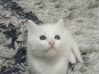 Sevecen british shorthair