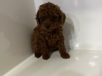 Toy poodle gofrikler