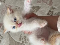 British longhair kedisi sahiplendirme