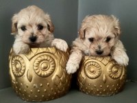 Kilo garantili maltipoo bebekler