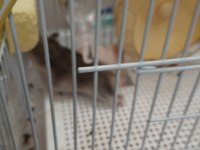 Sevimli Hamster