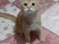 British Shorthair Evcilmen Oğlumuz