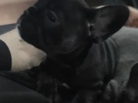 FLUFFY ve ISABELLA TAŞIYICI RENK RENK EXOTIC FRENCH BULLDOG