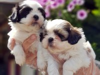 SHİH TZU YAVRUSU