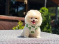 Sağlık Ve Irk Garantili Pomeranian Köpekler