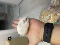 Gonzales hamster çok cuzi gelen alır