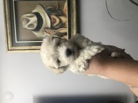 Maltipoo Köpeği Bebeklerim