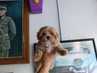 Sevimli maltipoo bebekler